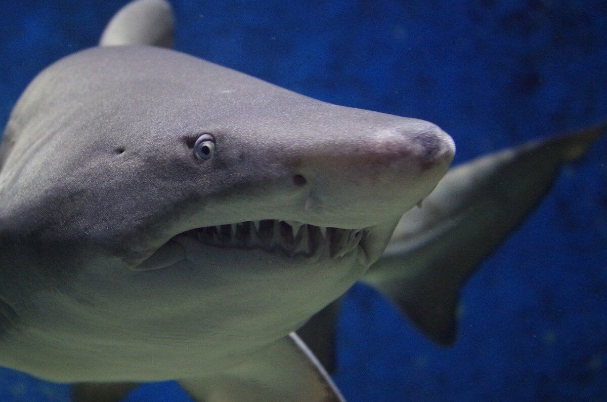 shark attack