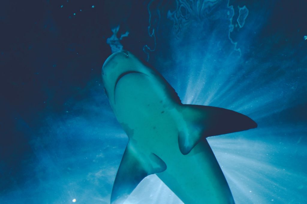 Captured Shark Under Examination: Experts Investigate Motive Behind Fatal Attack Near Hurghada 2 Shark