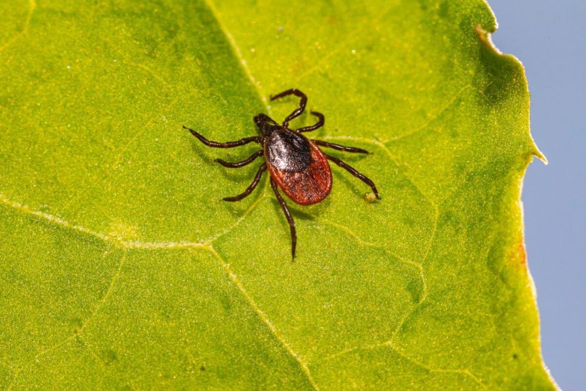 Tick