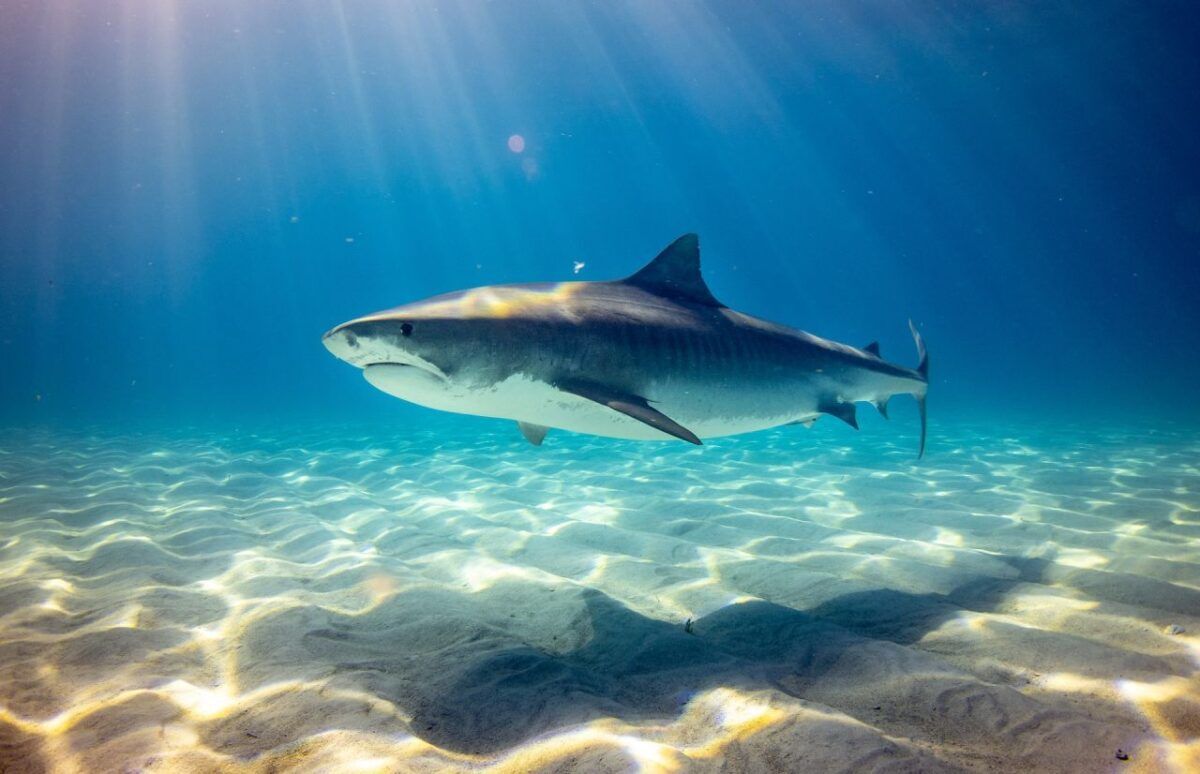 Increased Shark Encounters Prompt Heightened Surveillance On Ny'S Long Island Beaches 10 Shark
