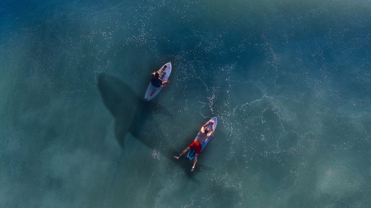 Shark Attack While Surfing