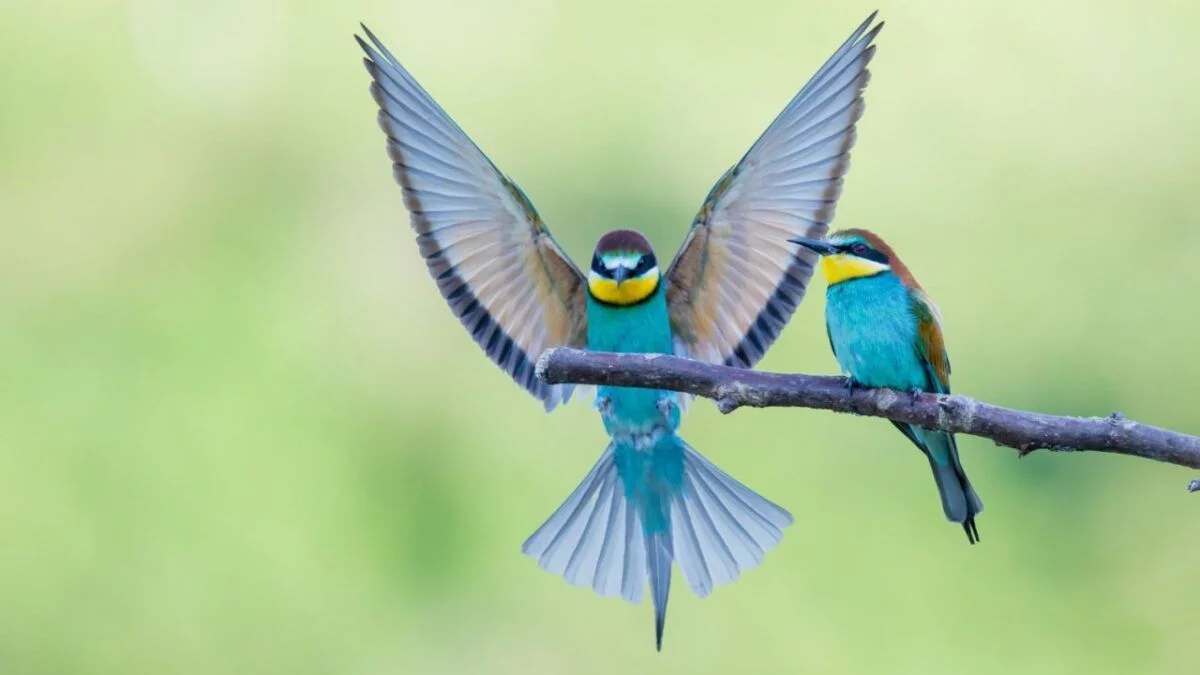 Birding in Alabama