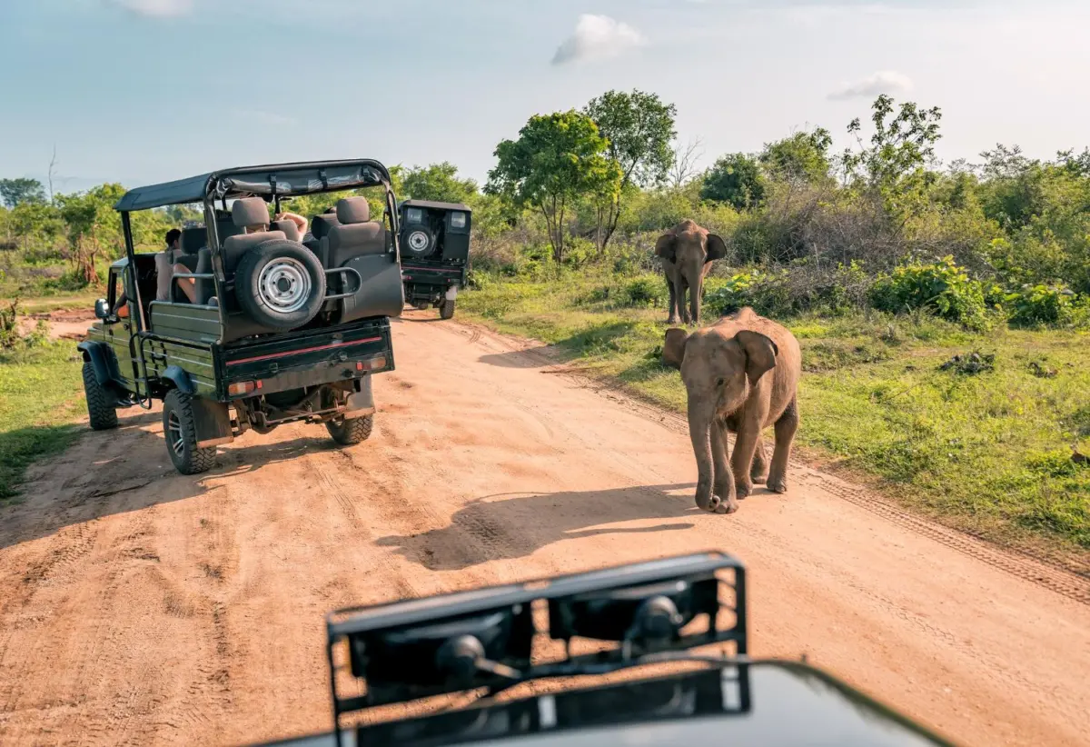 Safari in Africa, Elephants