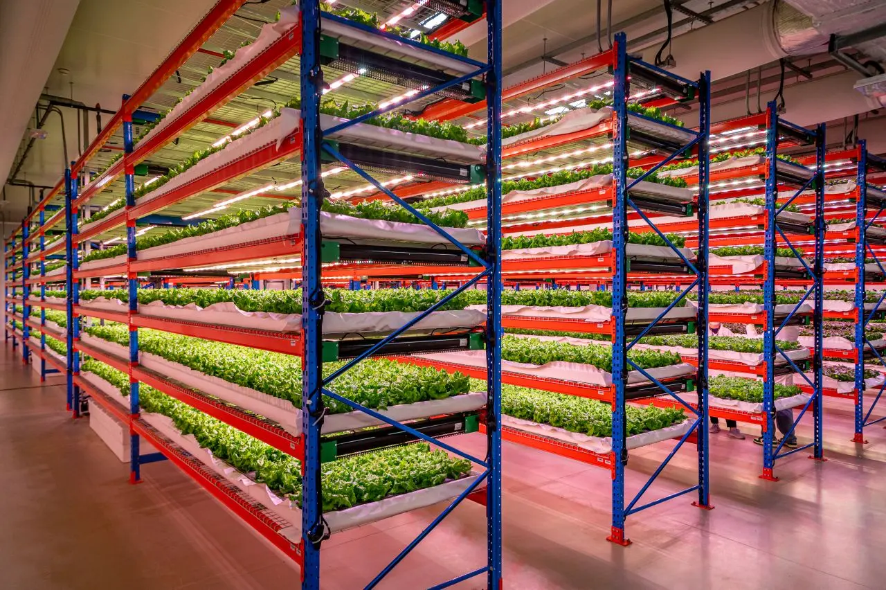 World's Largest Indoor Farm, Bustanica