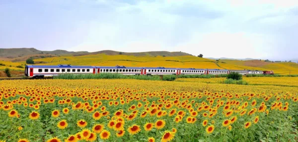 Turkiye 27 Beautiful sunflower field and Turkish State Railways train passing by