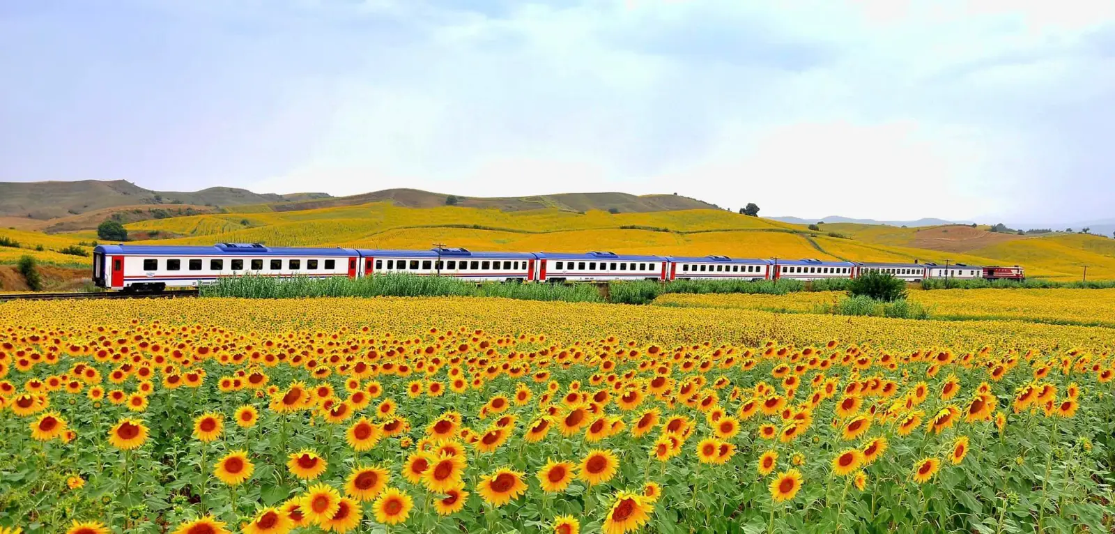 Beautiful sunflower field and Turkish State Railways train passing by