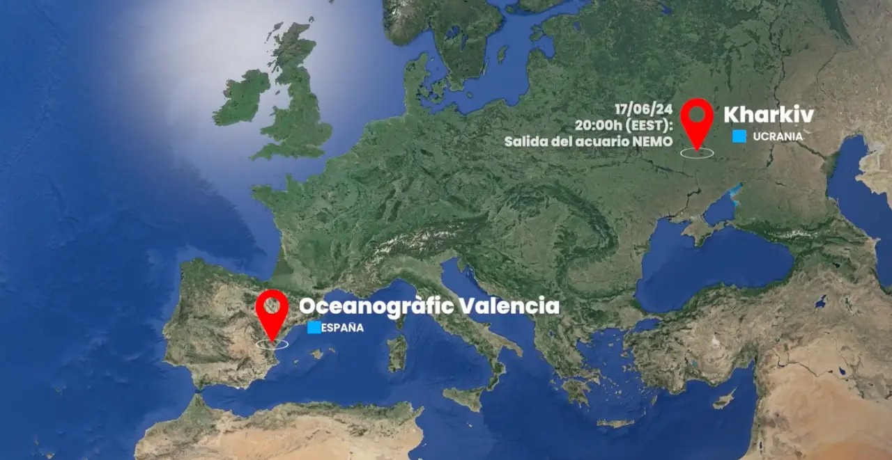 Belugas from War-Torn Ukraine Begin New Life in Valencia’s Oceanogràfic