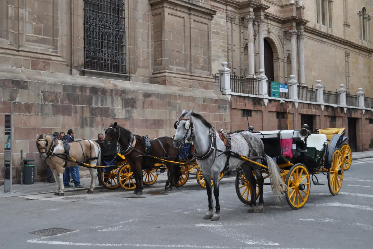 Tourists To Say Goodbye To Malaga'S Iconic Horse-Drawn Carriages 11 Malaga horse drawn carriages near cathedral