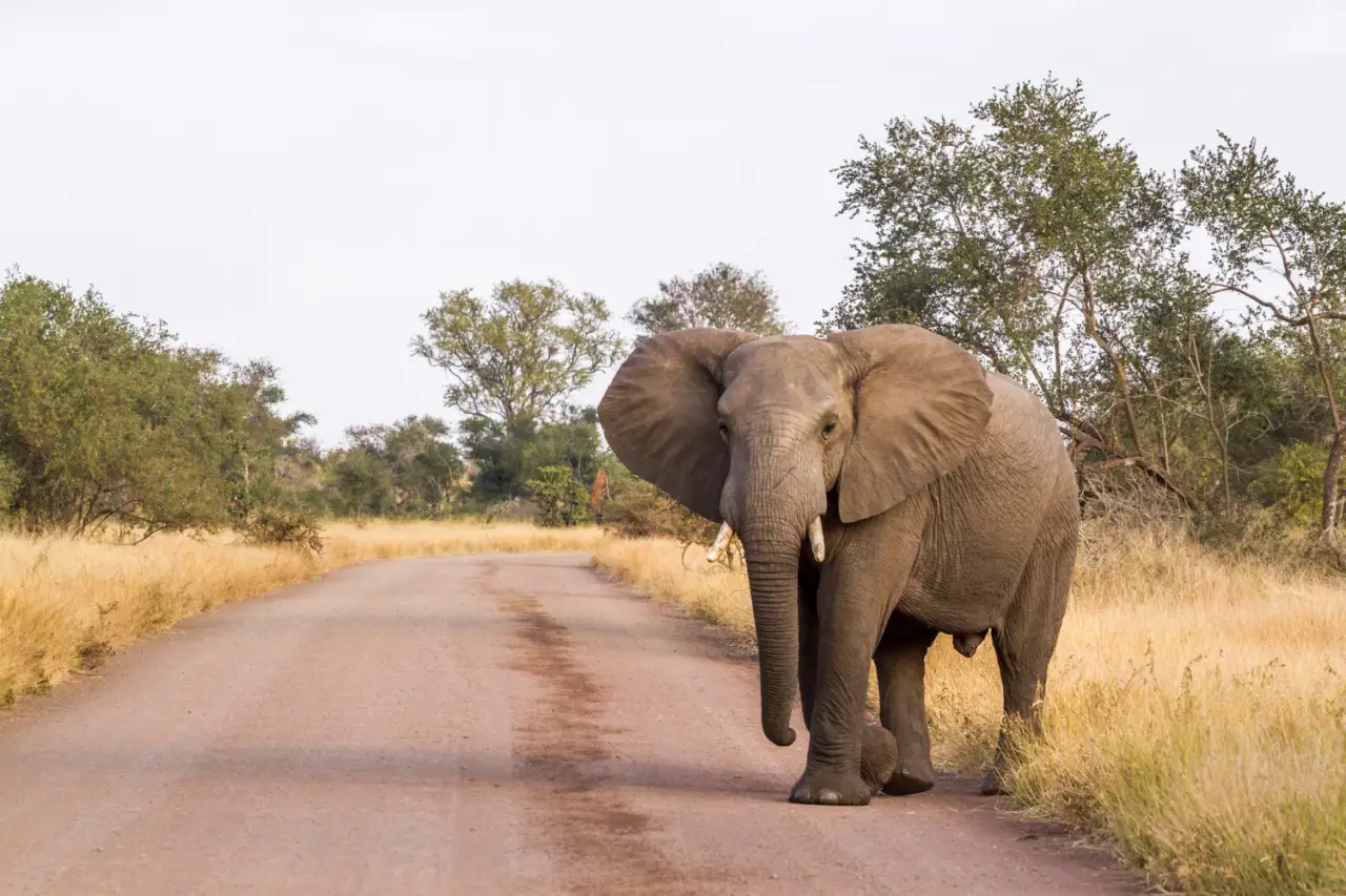 elephant entering road in africa