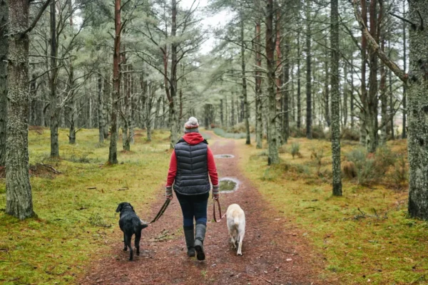 Scotland woman walking with dogs at Tentsmuir Forest Fife