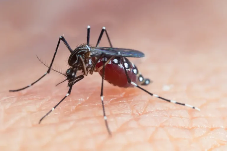 Close-up of a mosquito highlighting its proboscis and scaled wings against a blurred natural background.