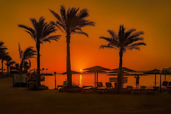 red sea sunset palm trees