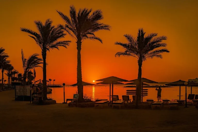 red sea sunset palm trees
