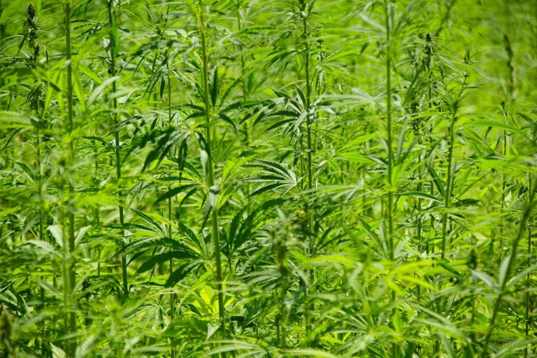 A dense green cannabis plantation under bright sunlight.