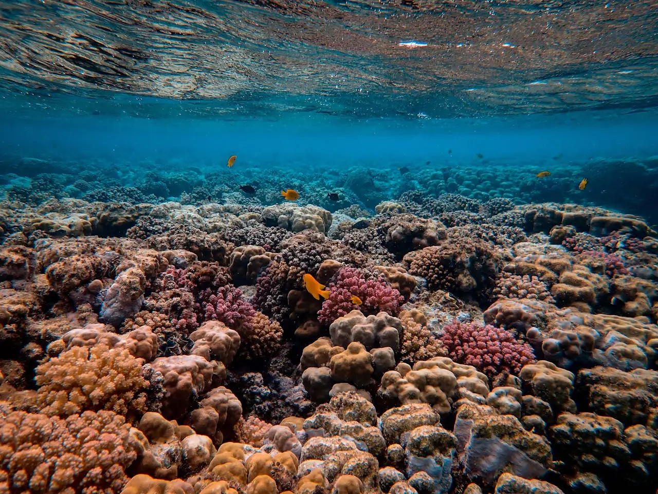 A vibrant coral reef underwater with diverse coral formations in shades of orange, pink, and brown, dotted with small yellow fish swimming in clear blue water.
