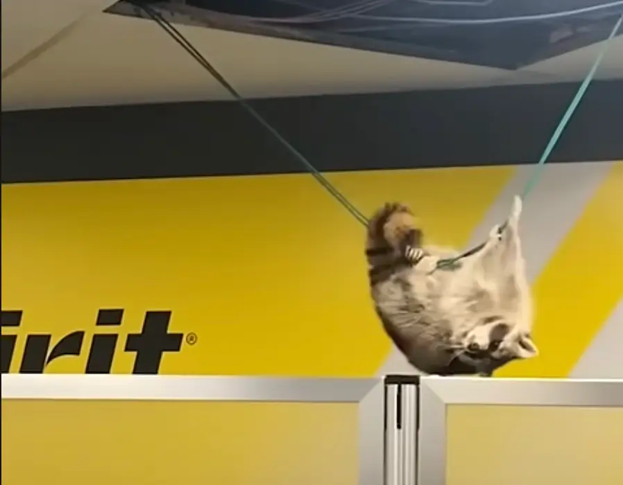 raccoon spirit airlines laguardia airport