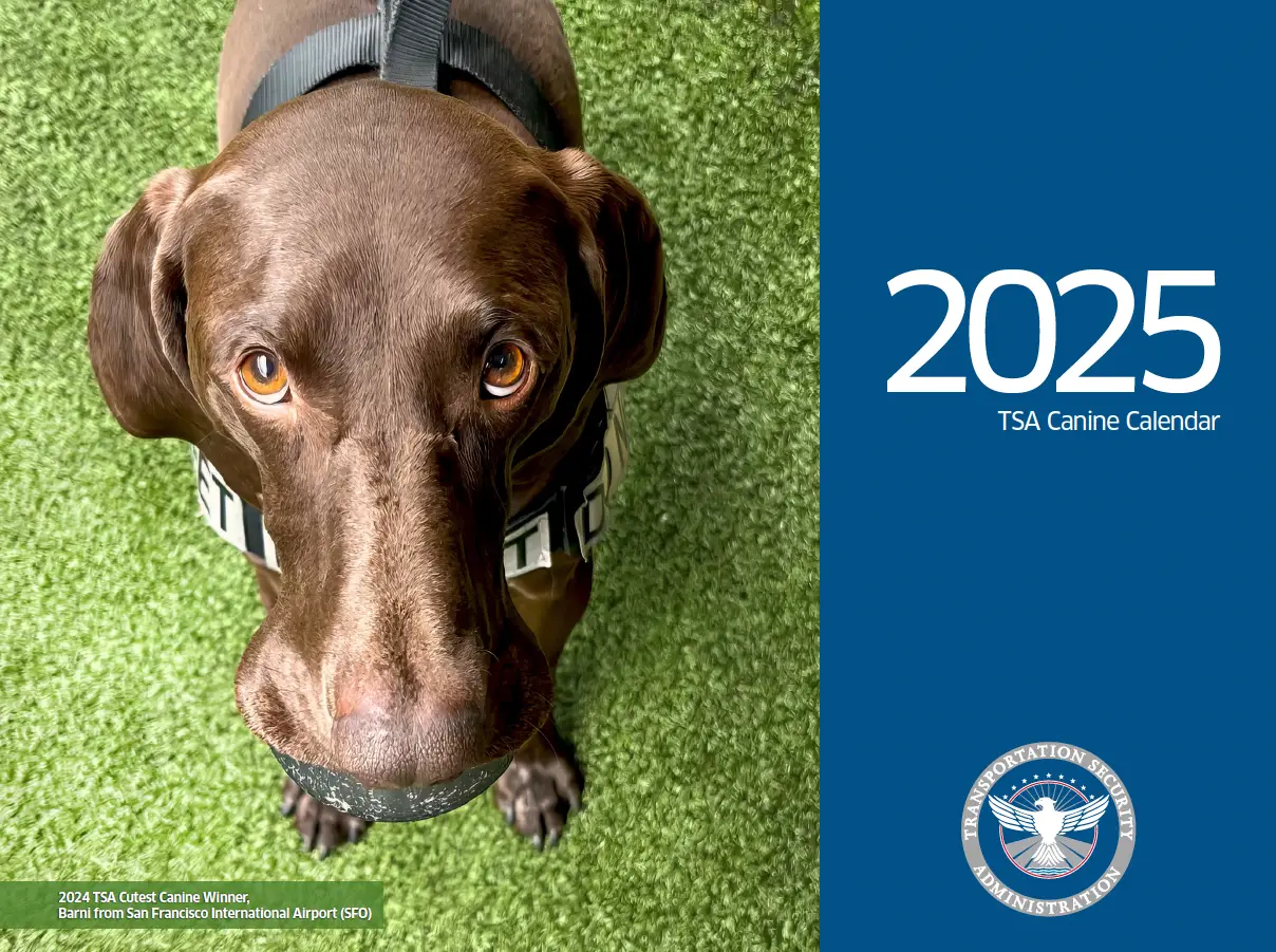 Cover of the 2025 TSA Canine Calendar featuring Barni, a chocolate-colored German Shorthaired Pointer, wearing a harness and standing on green grass.