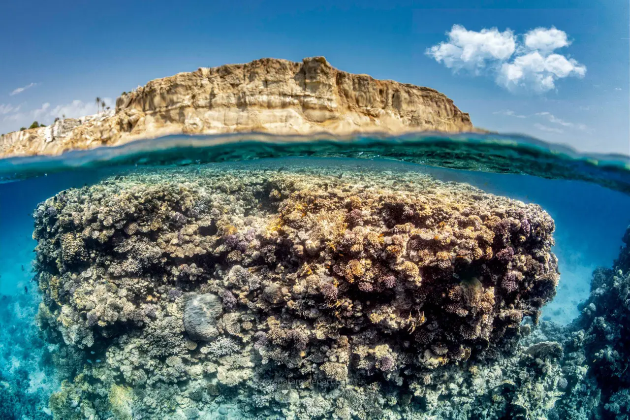 A vibrant coral reef beneath the clear waters of the Western Indian Ocean with a rugged coastline and bright blue sky in the background.