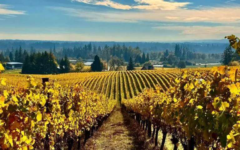 A picturesque view of Sokol Blosser Winery in the Willamette Valley, showcasing vibrant yellow grapevines stretching toward the horizon under a clear blue sky.