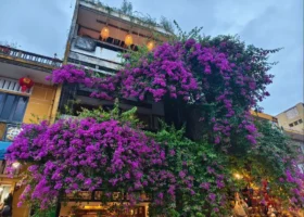 Vietnam’s Hoi An Turns On Its Magic At Night 8 3b. Pretty shophouse with flowering plants Hoi An 2025