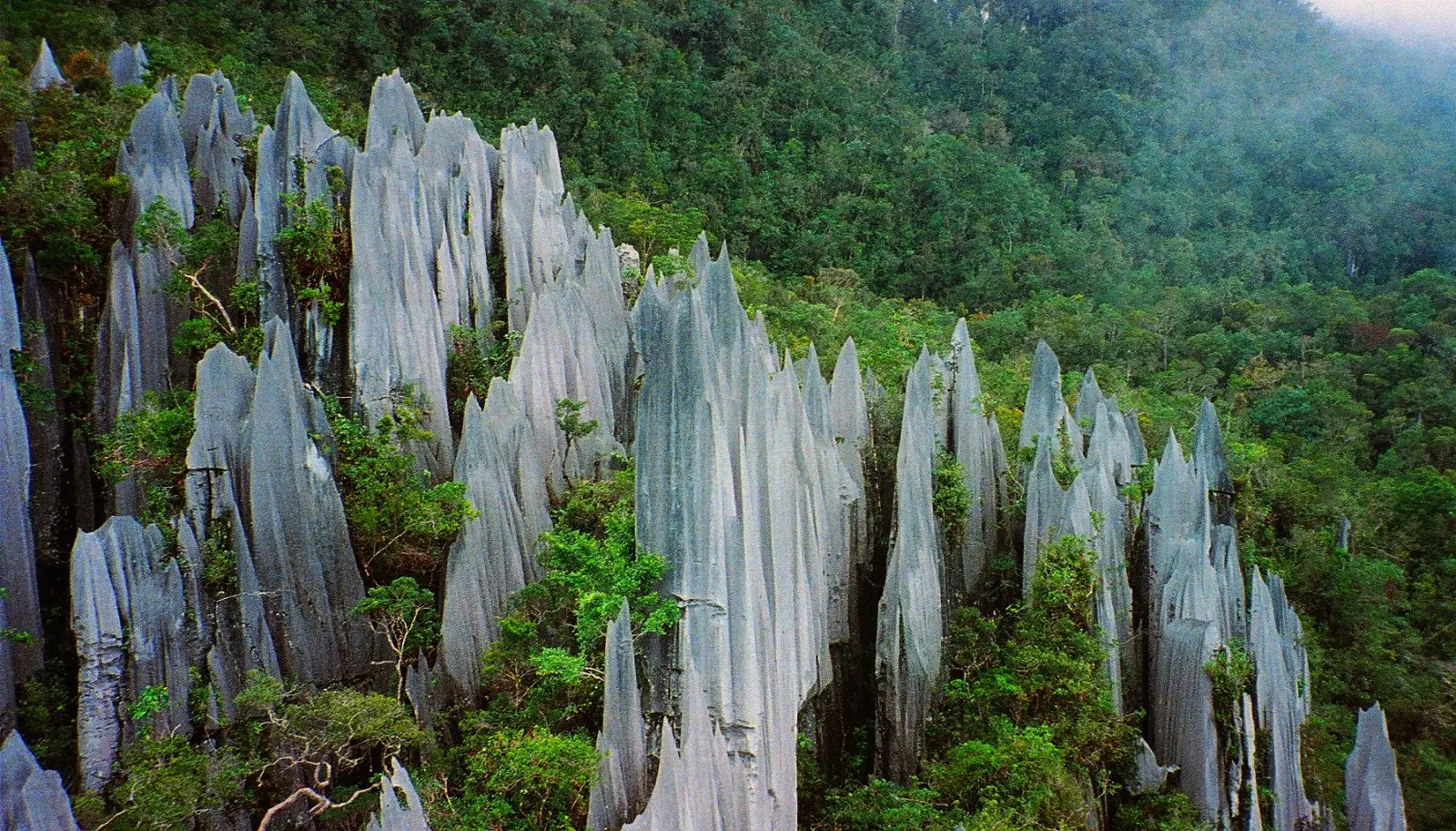 Awe-Inspiring Natural Wonders Of East Malaysia 6 Limestone pinnacles rising from the rainforest in Mulu National Park, Malaysia