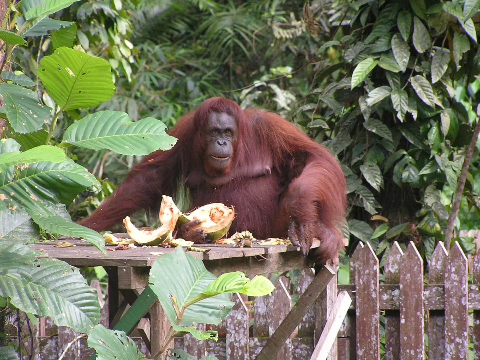 Awe-Inspiring Natural Wonders Of East Malaysia 4 Orangutan feeding at Sepilok Orangutan Rehabilitation Centre in Sabah