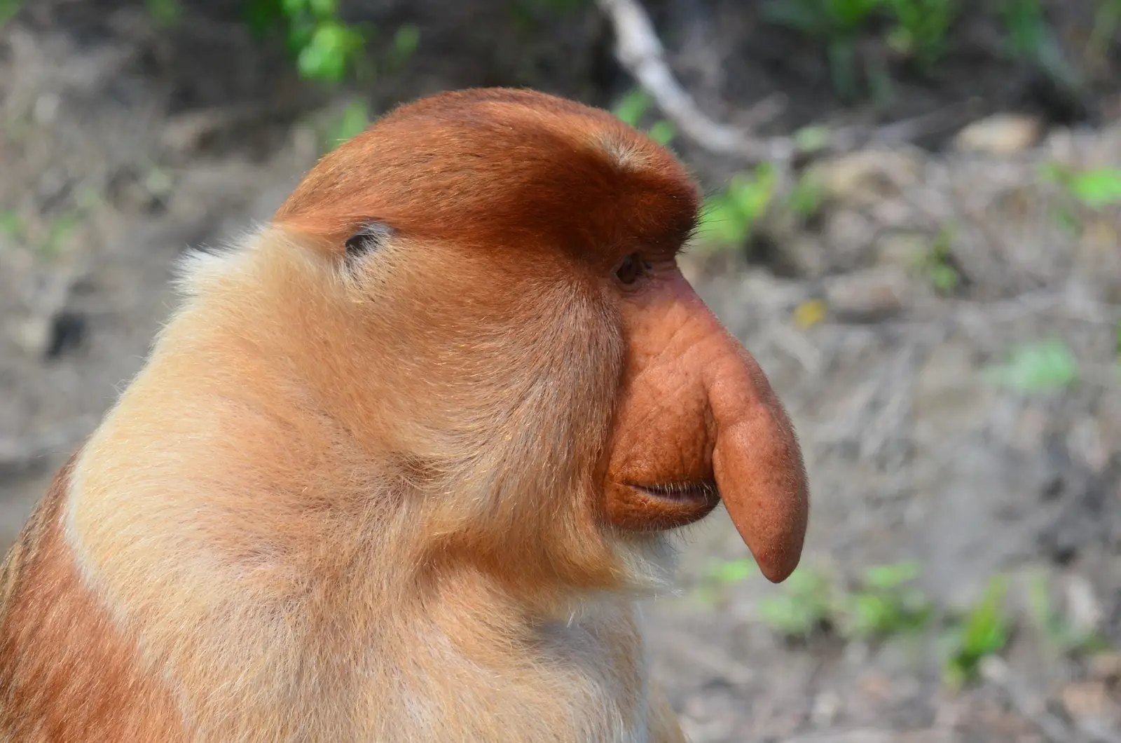 Awe-Inspiring Natural Wonders Of East Malaysia 9 Side profile of a proboscis monkey in Borneo’s tropical forest