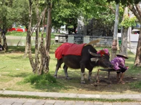 8d. Bull and owner