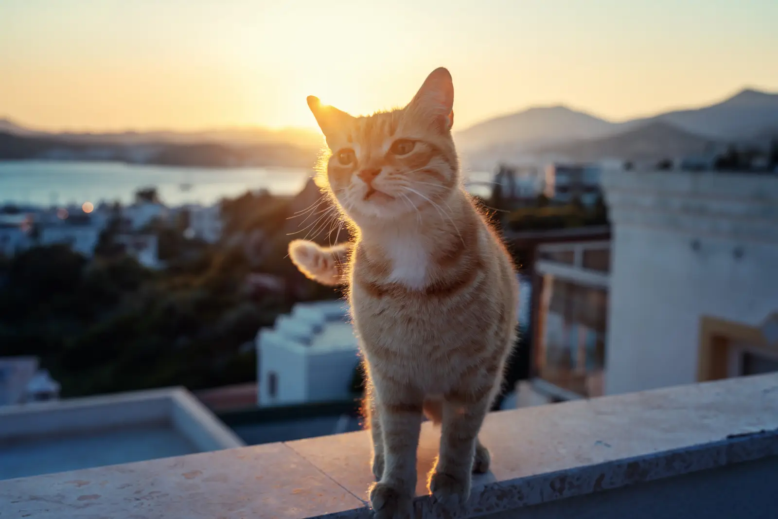 Orange tabby cat standing on a terrace at sunset overlooking Bodrum’s coastal view.