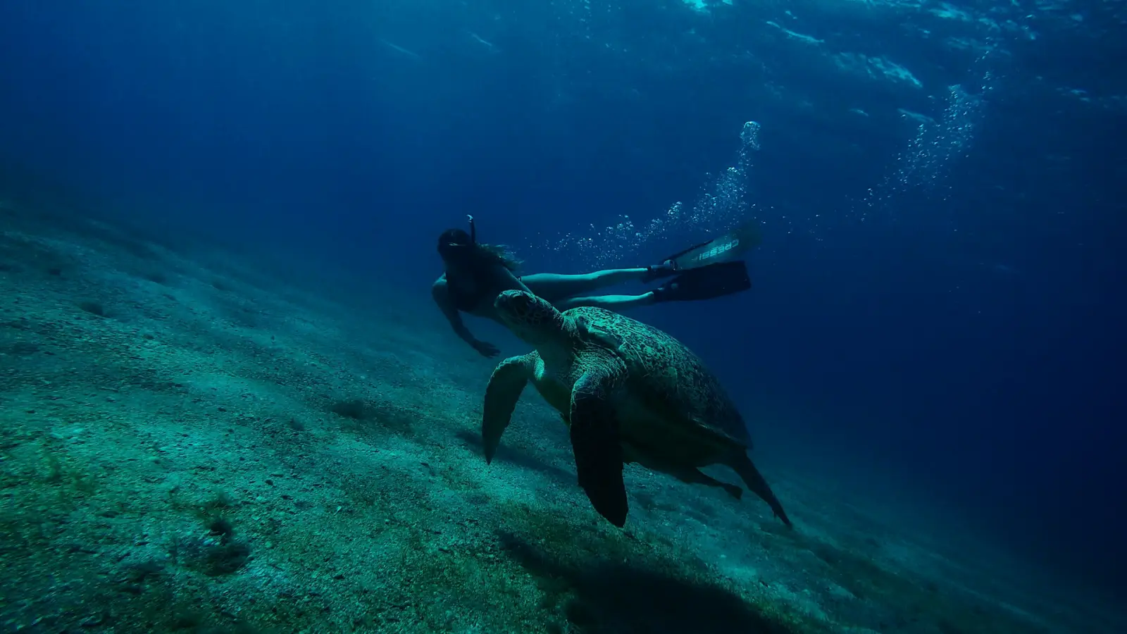 A free diver swimming with a sea turtle