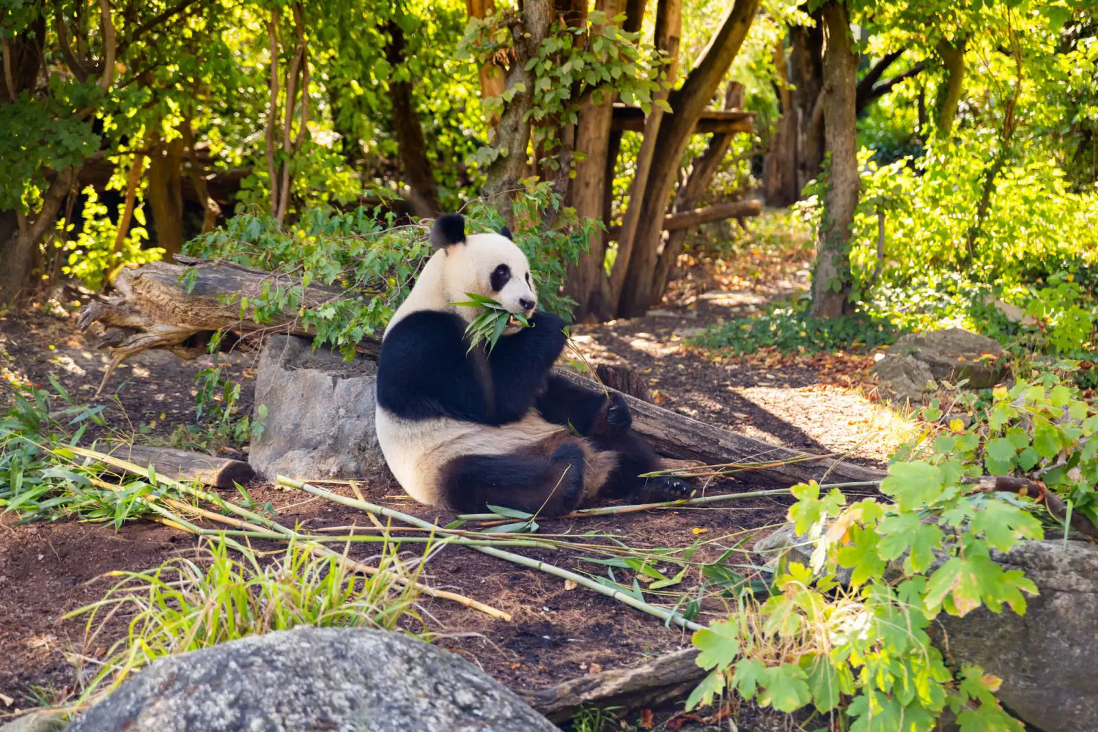 Vienna Airport, Hainan Airlines Sponsor Pandas