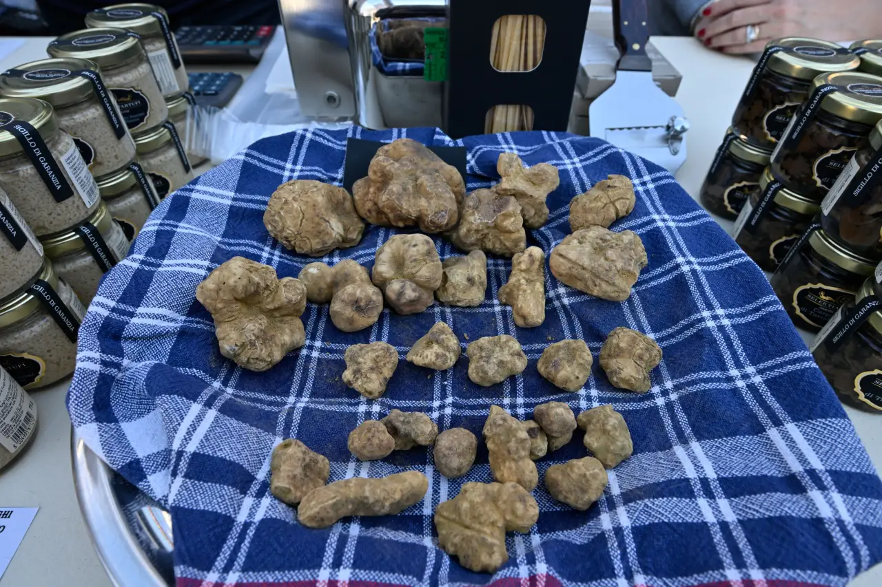 Italy’s Truffle Season Returns: San Miniato’s Big Festival Is Back This November