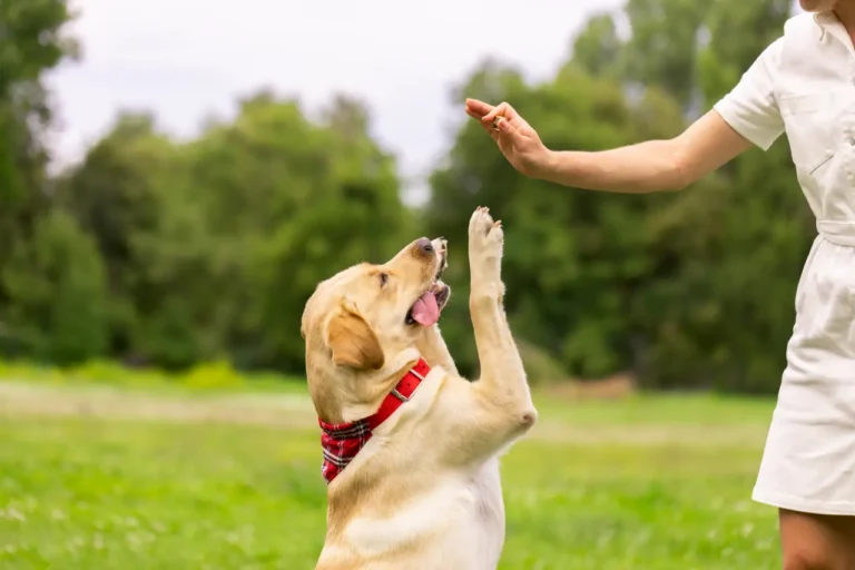 Other News 11 Dog trainer rewarding a Labrador retriever during obedience training in a park