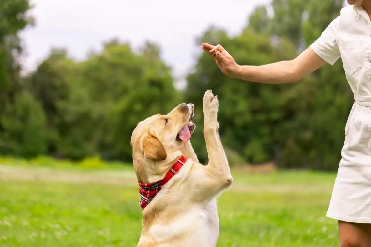 Dog trainer rewarding a Labrador retriever during obedience training in a park