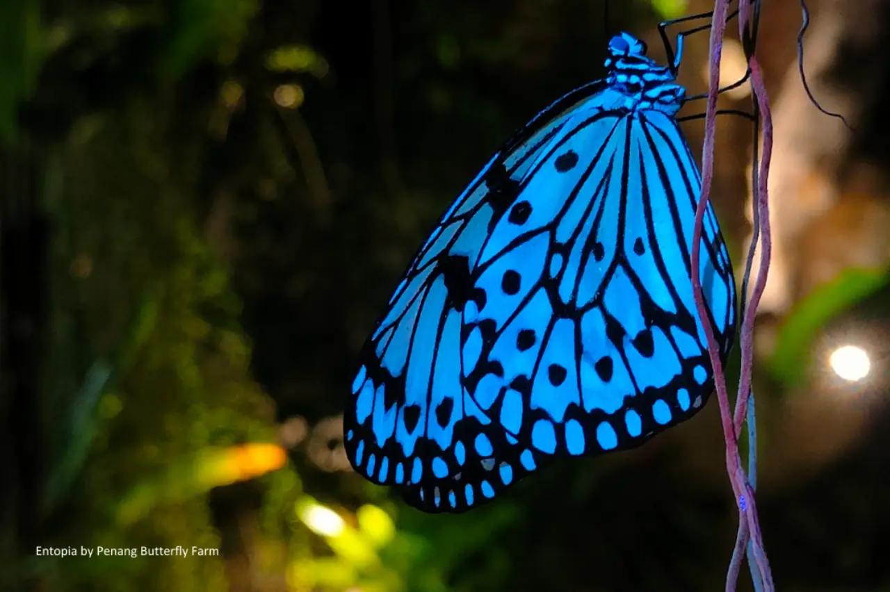 Penang’s Butterfly And Insect Sanctuary, Entopia, Goes Global In Landmark Partnership With Demed Turkiye 6 Blue butterfly glowing under ultraviolet light during Entopia by Night exhibit