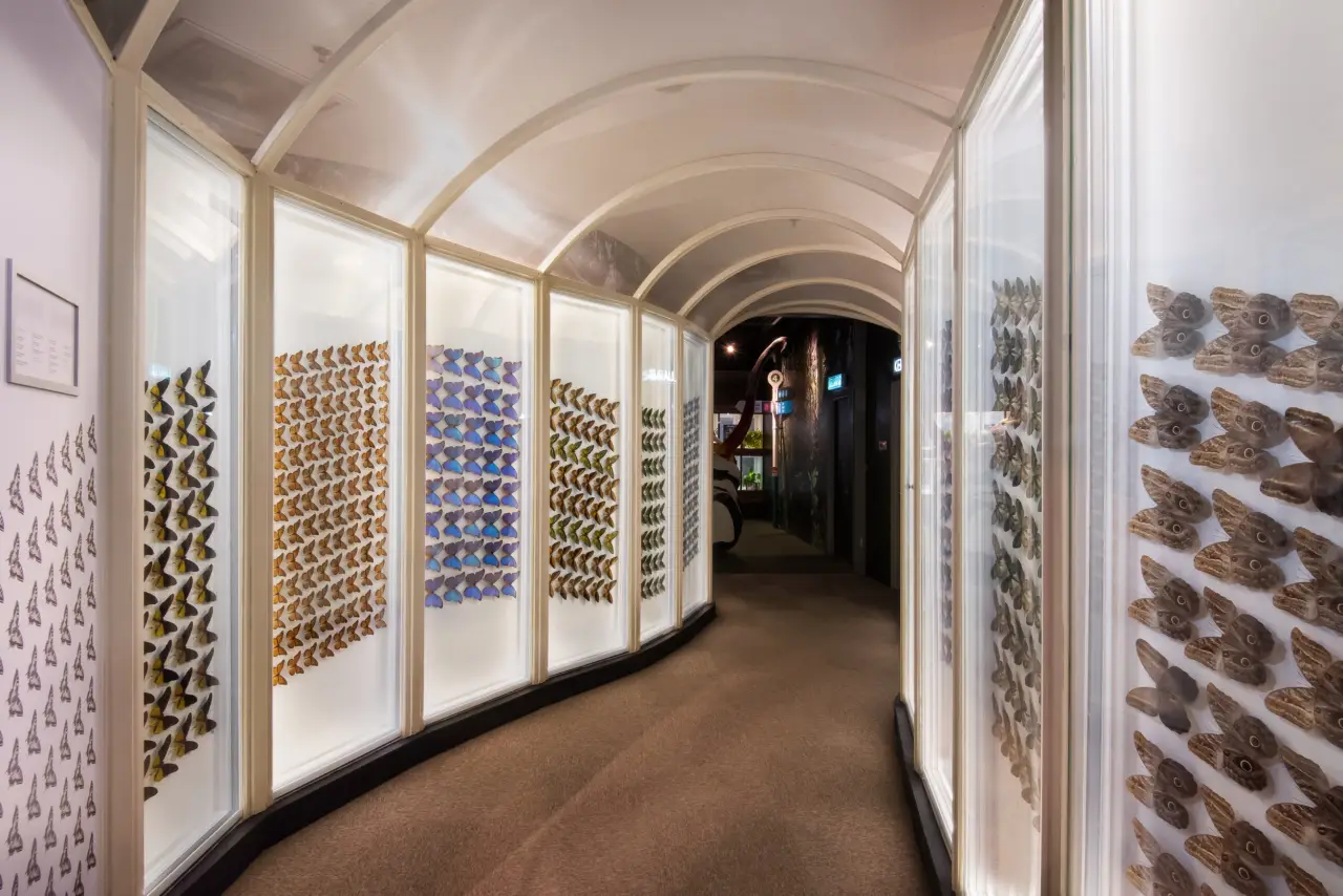 Penang’s Butterfly And Insect Sanctuary, Entopia, Goes Global In Landmark Partnership With Demed Turkiye 5 Indoor Entopia exhibit corridor displaying butterfly specimens in illuminated cases