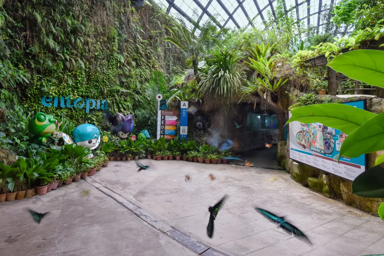 Penang’s Butterfly And Insect Sanctuary, Entopia, Goes Global In Landmark Partnership With Demed Turkiye 3 Butterflies flying inside Entopia’s indoor nature exhibit surrounded by tropical plants