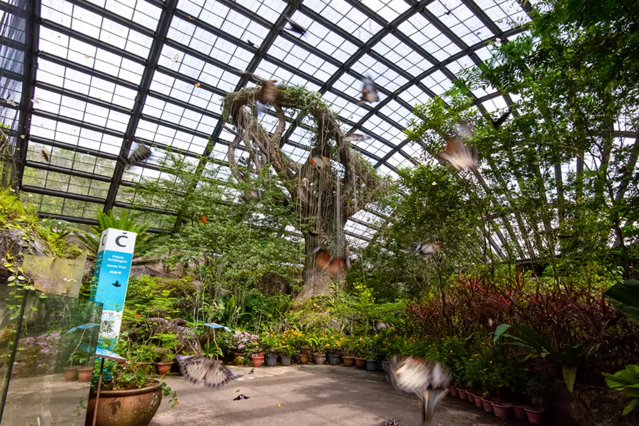 Penang’s Butterfly And Insect Sanctuary, Entopia, Goes Global In Landmark Partnership With Demed Turkiye 4 Butterflies flying inside Entopia’s Natureland garden under a glass-domed roof