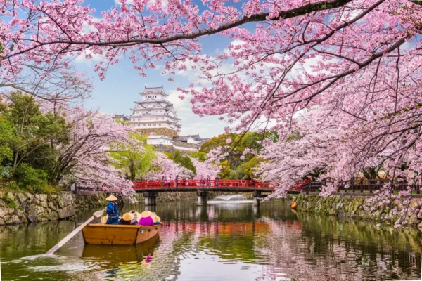 Cherry blossoms framing Himeji Castle with a red bridge and boat on the moat in spring, Japan.