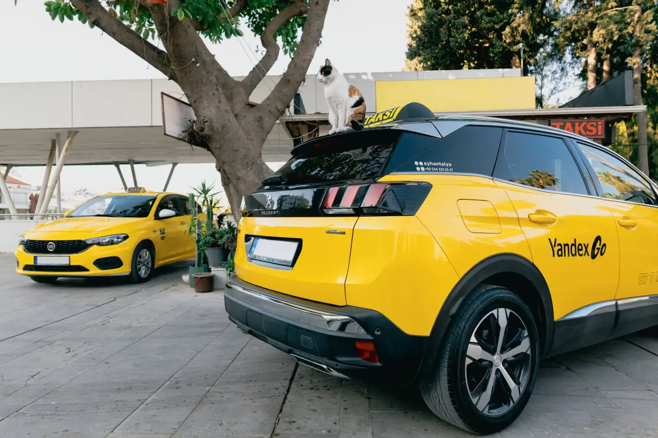 Yellow Yandex Go taxis parked outdoors, with a cat sitting on the roof of one car