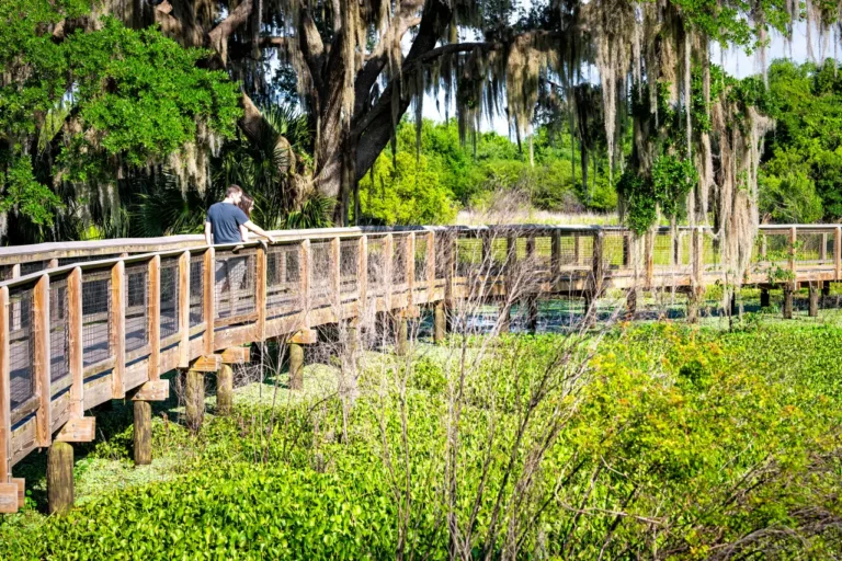 Tours 8 Visitors walk along a wooden boardwalk on the Watershed Trail at Paynes Prairie Preserve State Park in Florida.