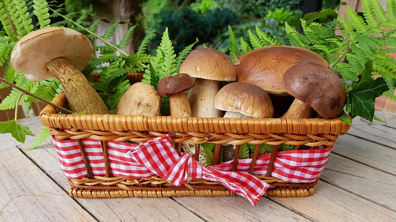 Basket of fresh wild mushrooms with green ferns on a wooden table outdoors