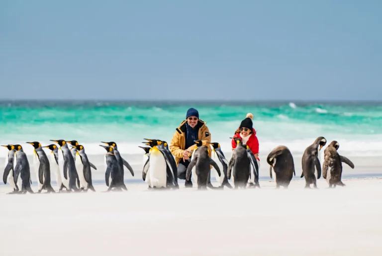 Tourists observing king penguins on a beach in the Falkland Islands during a South America cruise excursion