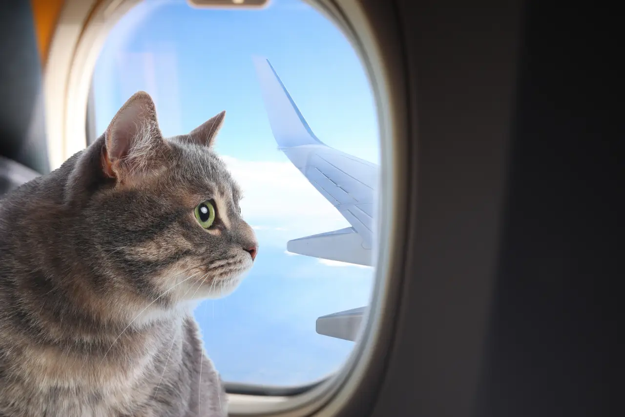 Cat looking out airplane window during international flight travel with visible wing and sky