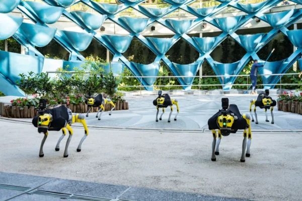 3b. Robodogs performance at Sensoryscape