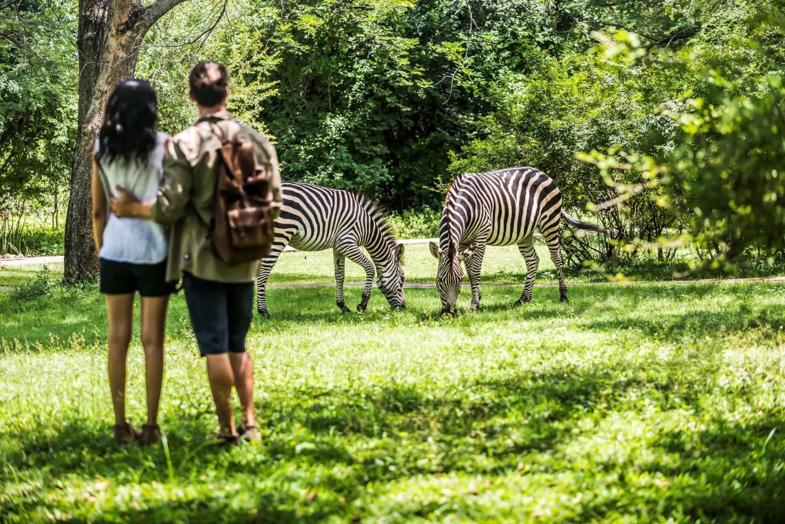 Couple watching zebras grazing on lush lawn at Avani Victoria Falls Resort in Zambia