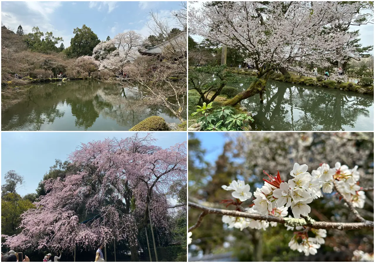 Japan Welcomes Sakura Season With Cherry Blossoms In Full Bloom 3 A four-panel collage of Japan's cherry blossom season, featuring sakura trees in full bloom reflected in garden ponds, a sweeping weeping cherry tree, and a close-up of white sakura blossoms in spring.