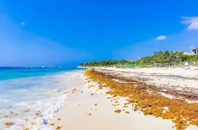 Other News 15 Large accumulation of red-brown sargassum seaweed lining the waterline of a tropical beach in Playa del Carmen, Mexico, next to turquoise ocean water under a bright blue sky.