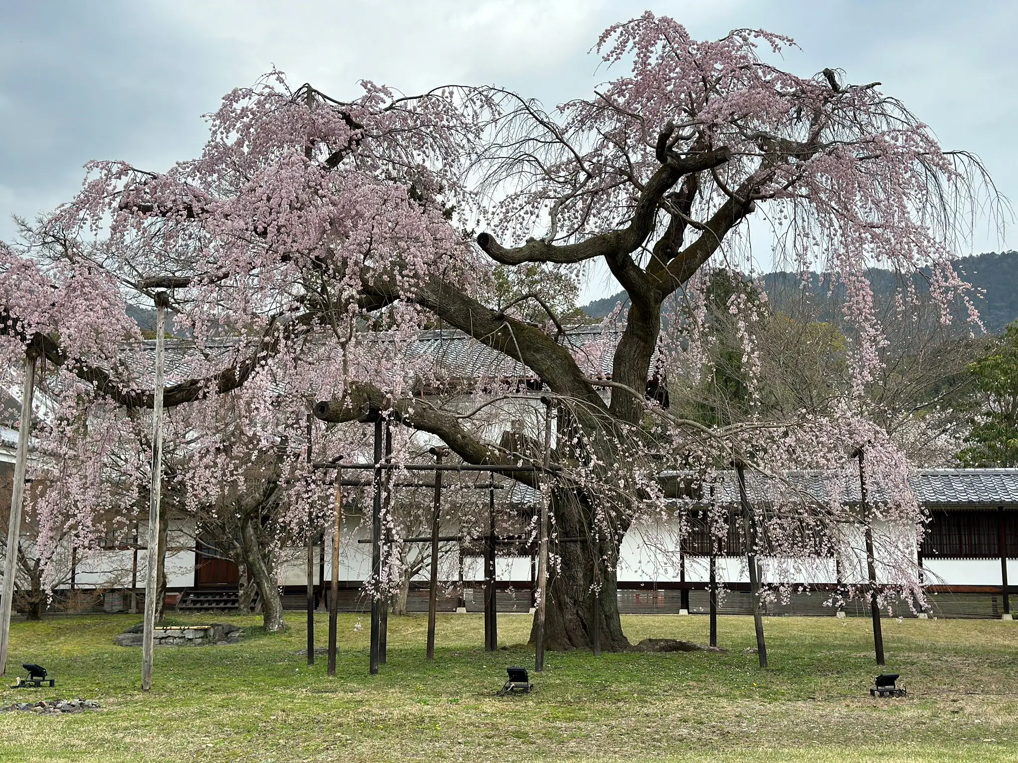Japan Welcomes Sakura Season With Cherry Blossoms In Full Bloom 4 A grand ancient weeping cherry blossom tree in bloom stands supported by wooden poles in the grounds of a traditional Japanese temple during sakura season.
