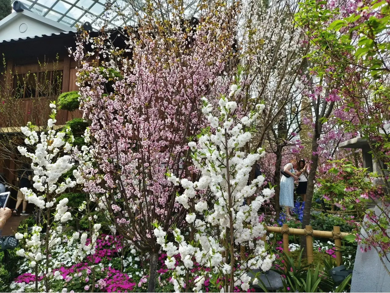Sakura Floral Extravaganza At Singapore’s Gardens By The Bay 4 2b. Upright blossoms